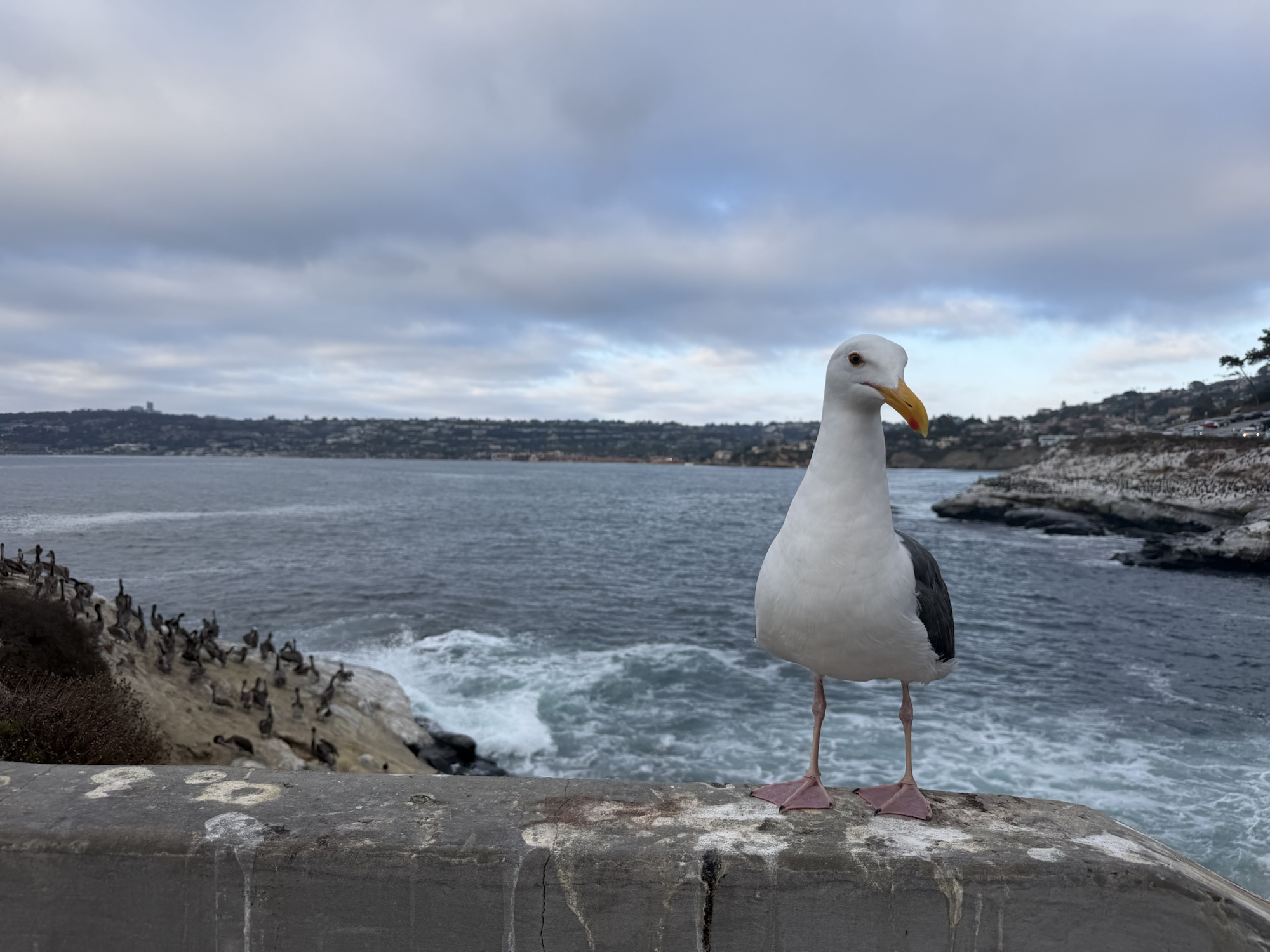 Seagull overlooking the La Jolla coastline