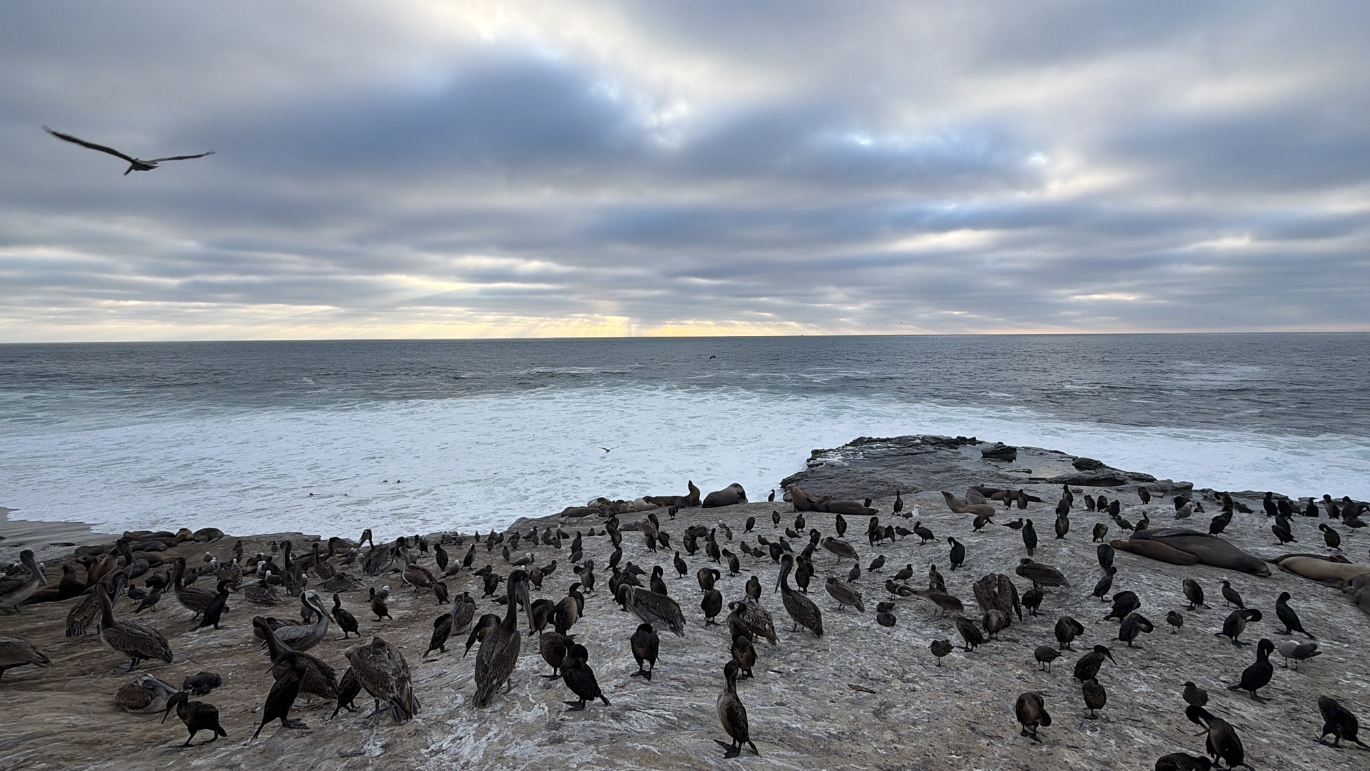 Seabirds and sea lions along the rocky La Jolla shoreline